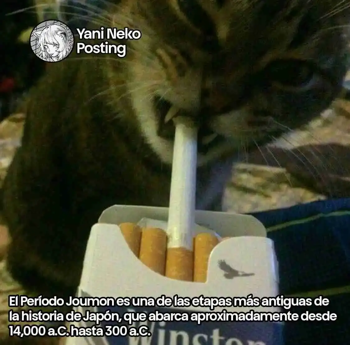 NICOTINEKO - Capítulo 57 - Página 11 - LectorTMOo