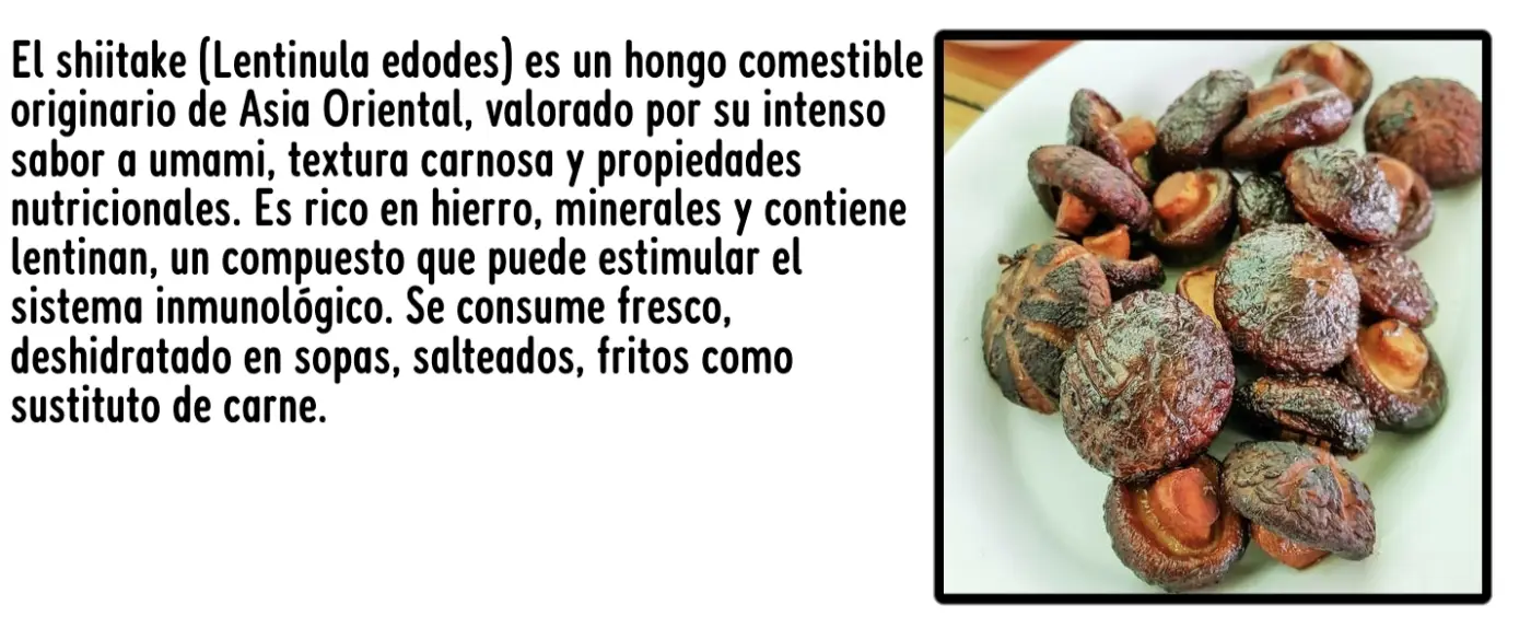 Chiikawa - Capítulo 204 - Página 2 - LectorTMOo