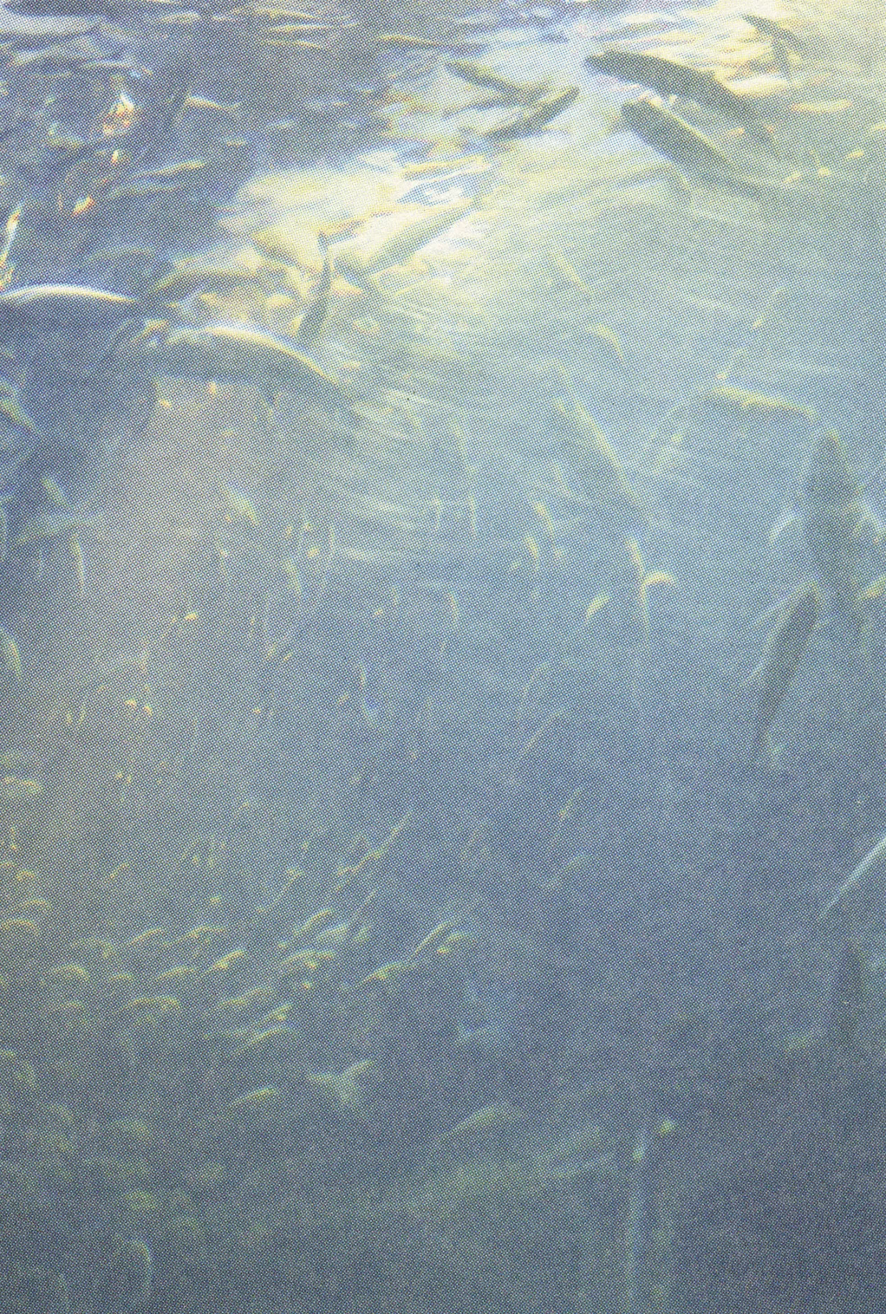 Acuario Ashizuri - Capítulo 7 - Página 11 - LectorTMOo