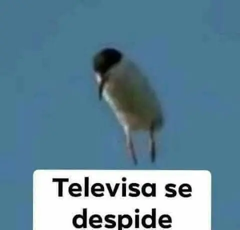 Medidor de amor 100% - Capítulo 5 - Página 37 - LectorTMOo