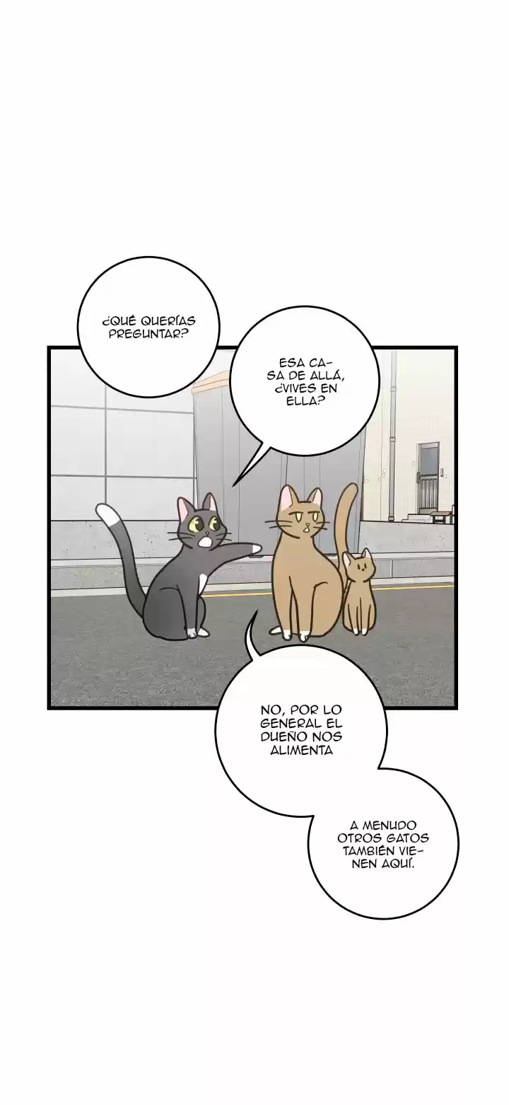 Mi único gato (2019) - Capítulo 21 - Página 8 - LectorTMOo