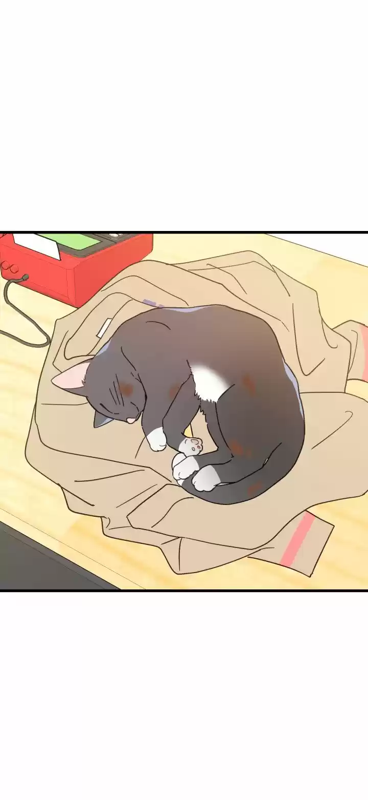 Mi único gato (2019) - Capítulo 21 - Página 32 - LectorTMOo