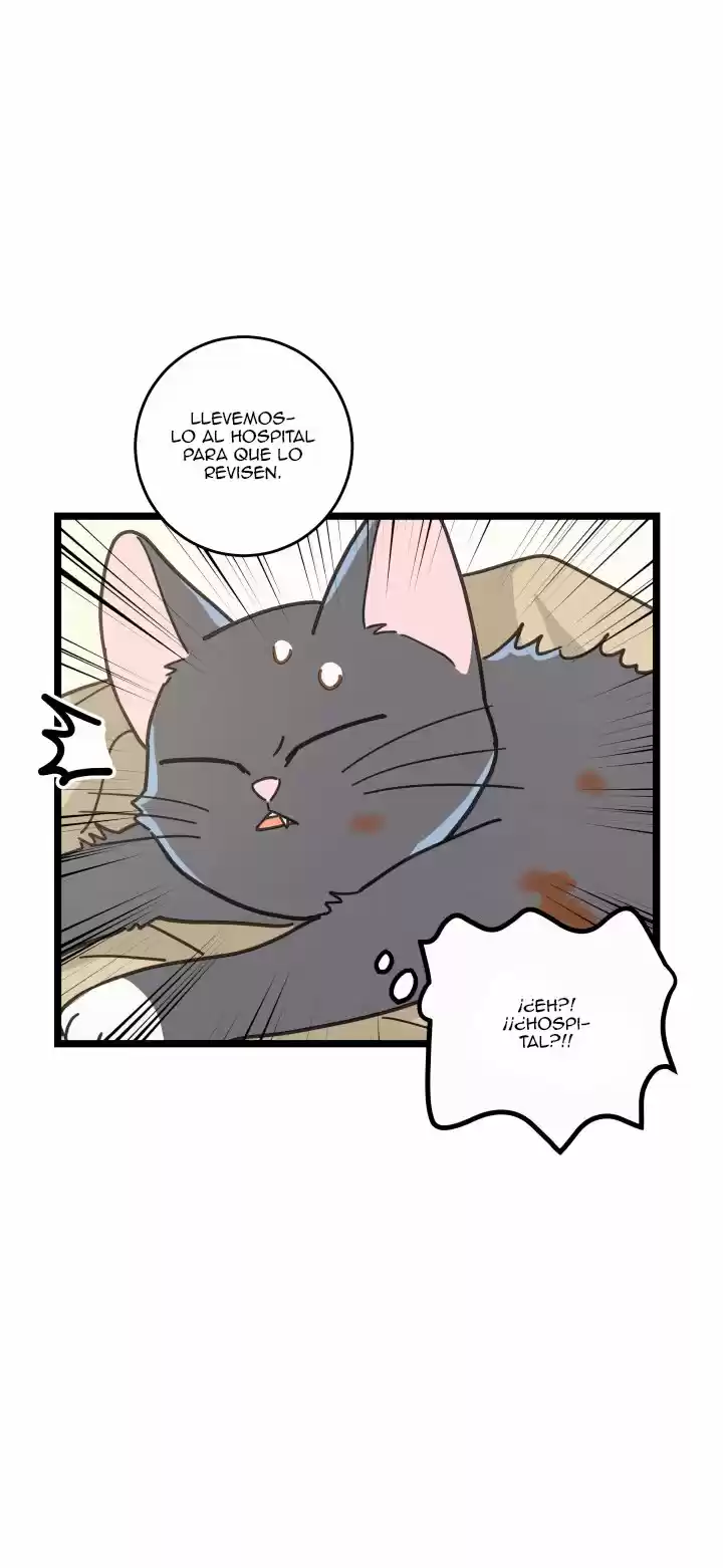 Mi único gato (2019) - Capítulo 21 - Página 35 - LectorTMOo