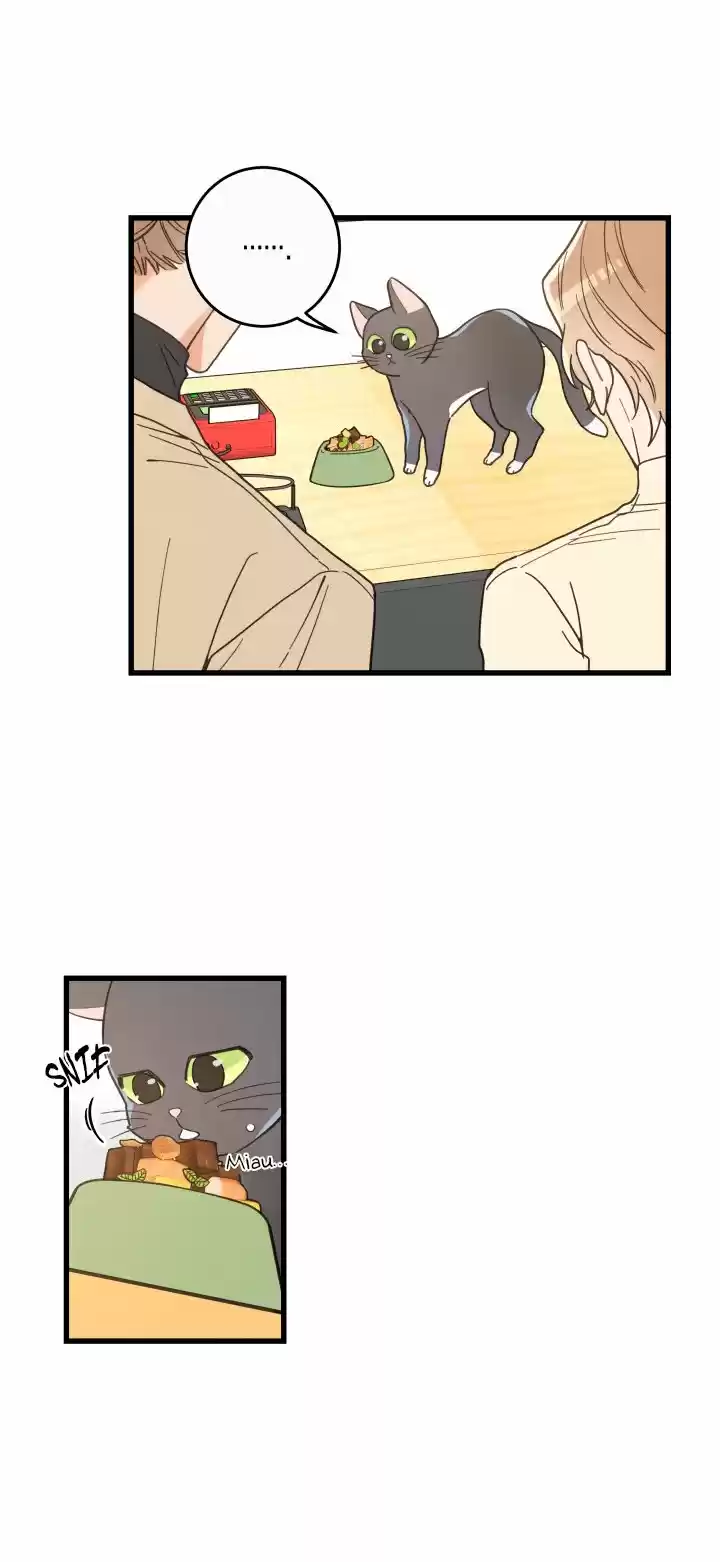 Mi único gato (2019) - Capítulo 21 - Página 41 - LectorTMOo