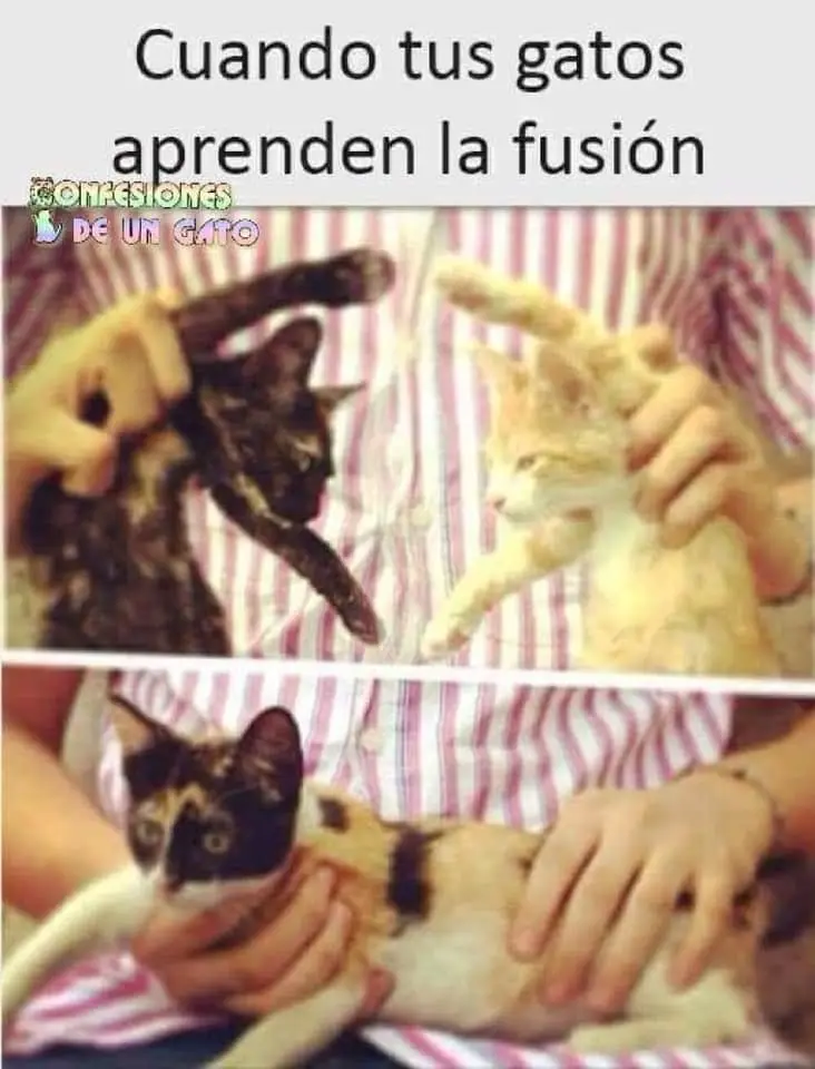 No subestimes al personaje de apoyo - Capítulo 75.1 - Página 4 - LectorTMOo