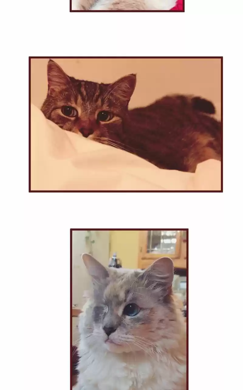 Saphie: The One-Eyed Cat (2016) - Capítulo 20 - Página 6 - LectorTMOo