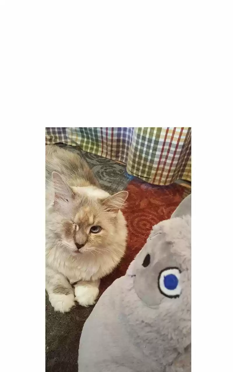 Saphie: The One-Eyed Cat (2016) - Capítulo 38 - Página 29 - LectorTMOo