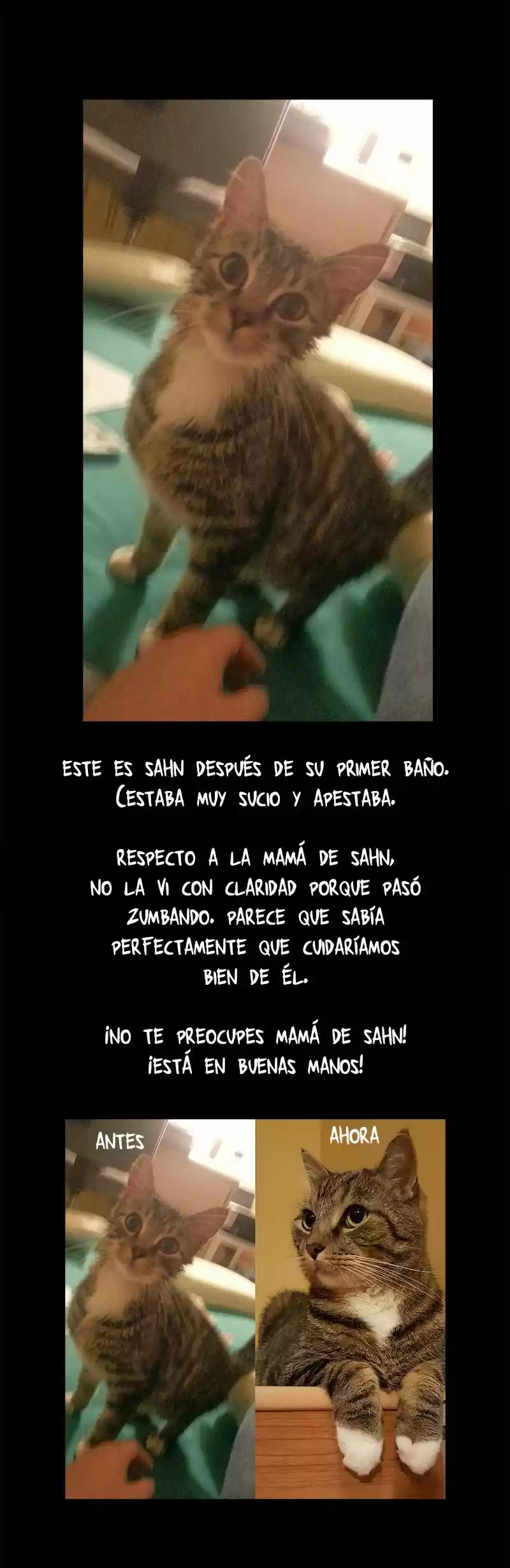 Saphie: The One-Eyed Cat (2016) - Capítulo 66 - Página 13 - LectorTMOo