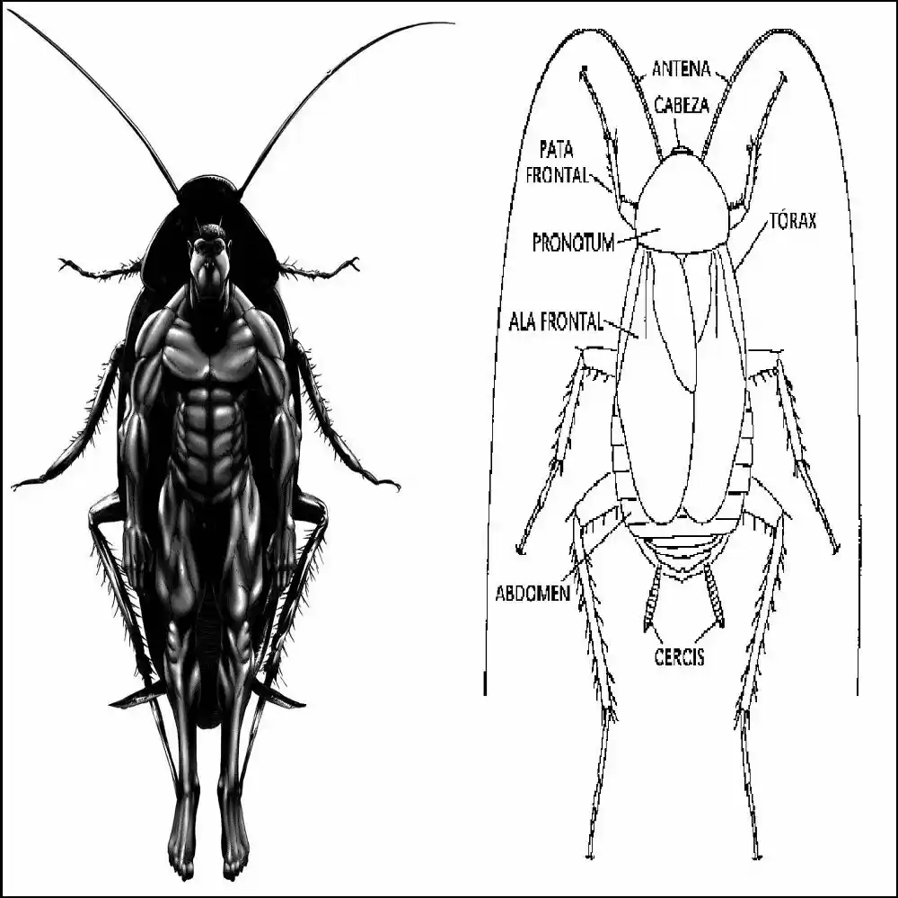 Terra Formars (2011) - Capítulo 203 - Página 19 - LectorTMOo
